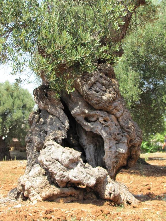 Гостьовий будинок Antica Masseria Carparelli Остуні Екстер'єр фото